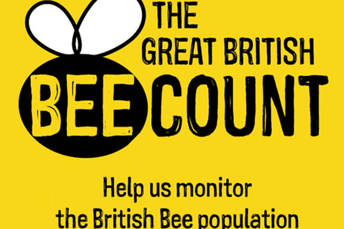 The smartphone app that could save Britain’s bees | The Independent ...