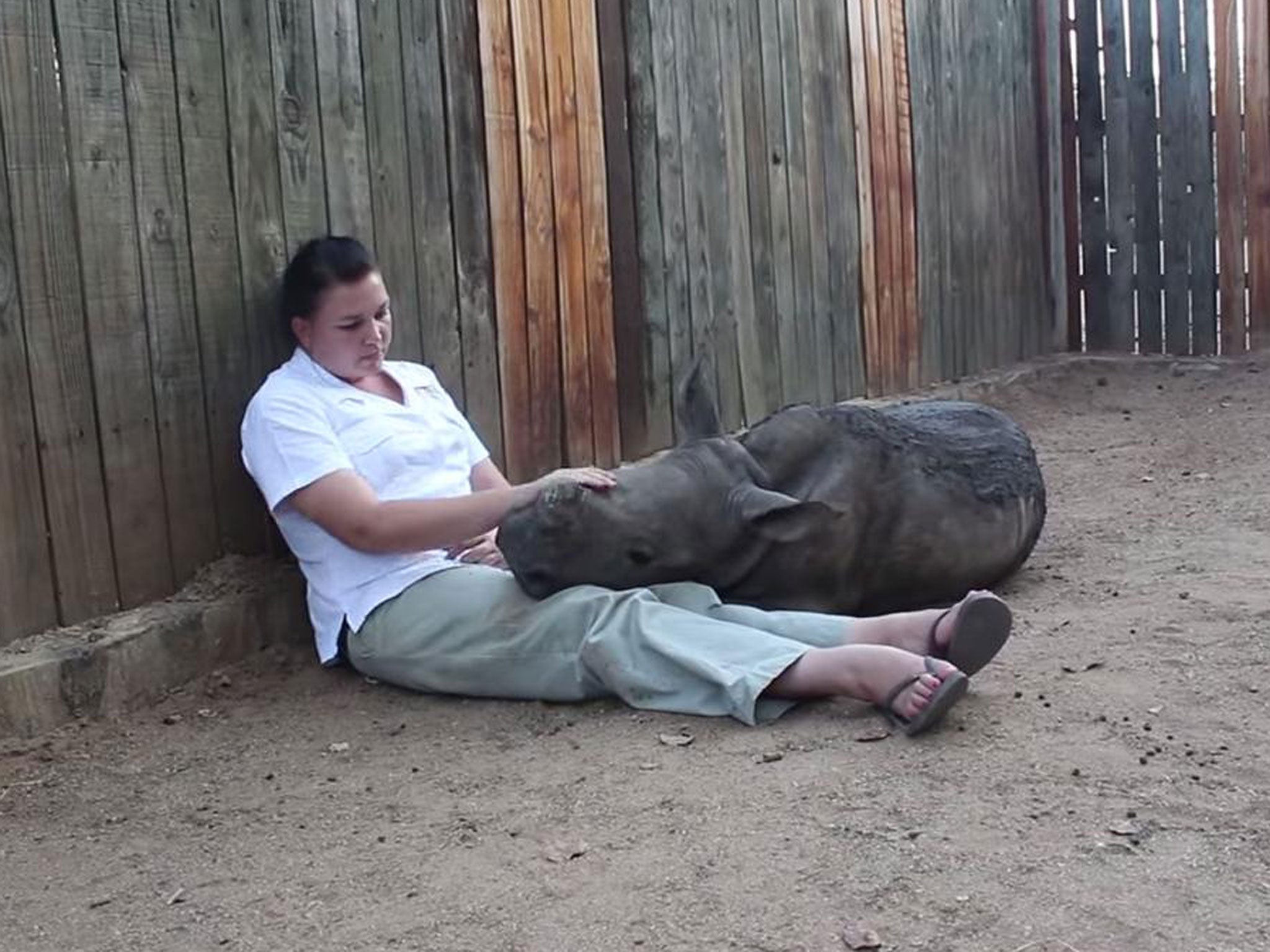 Gertjie the rhino cuddles up with a member of staff at the Hoedspruit Endangered Species Centre