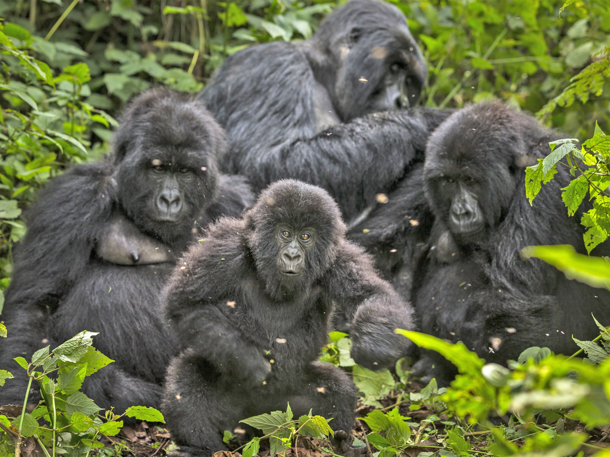 A family of Gorillas in Virunga National Park