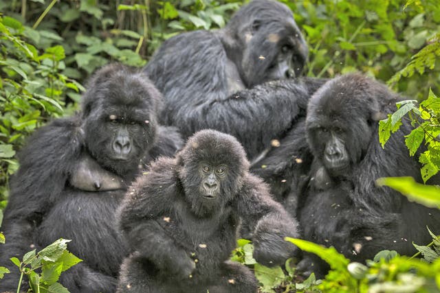 Virunga, in the Democratic Republic of the Congo, is a Unesco world heritage site