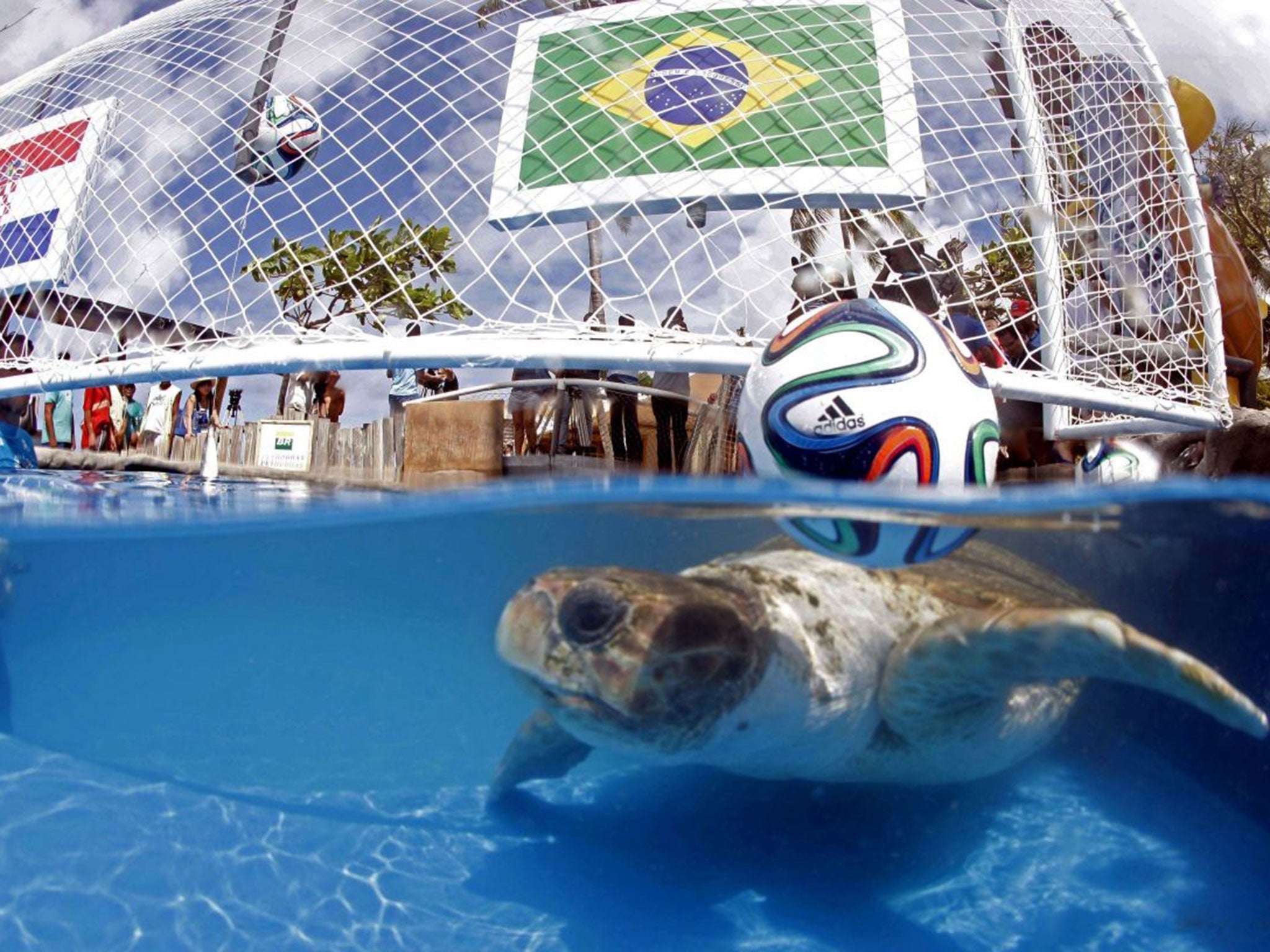 A turtle named "Cabecao," or Big Head, swims in a pool in Praia do Forte, Brazil, Tuesday, June 10, 2014. The turtle, Brazil's answer to German octopus Paul who started the psychic animal craze during the 2010 World Cup, predicted Tuesday that the host na