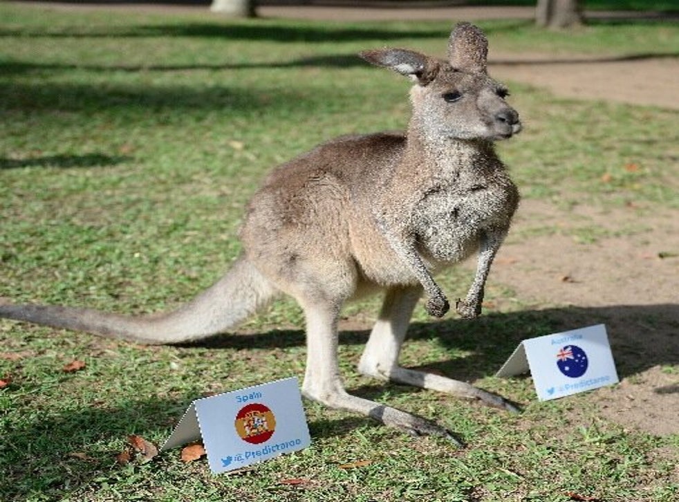 Video Scary kangaroo The Independent The Independent