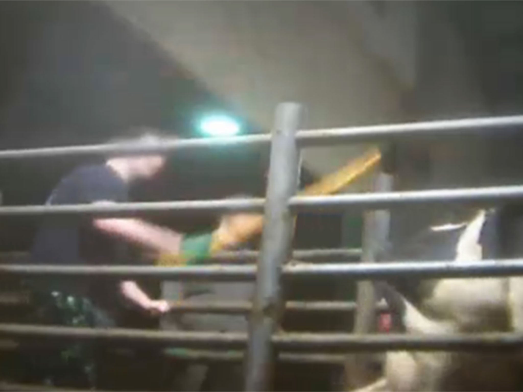 A man repeatedly beats a cow with a rod