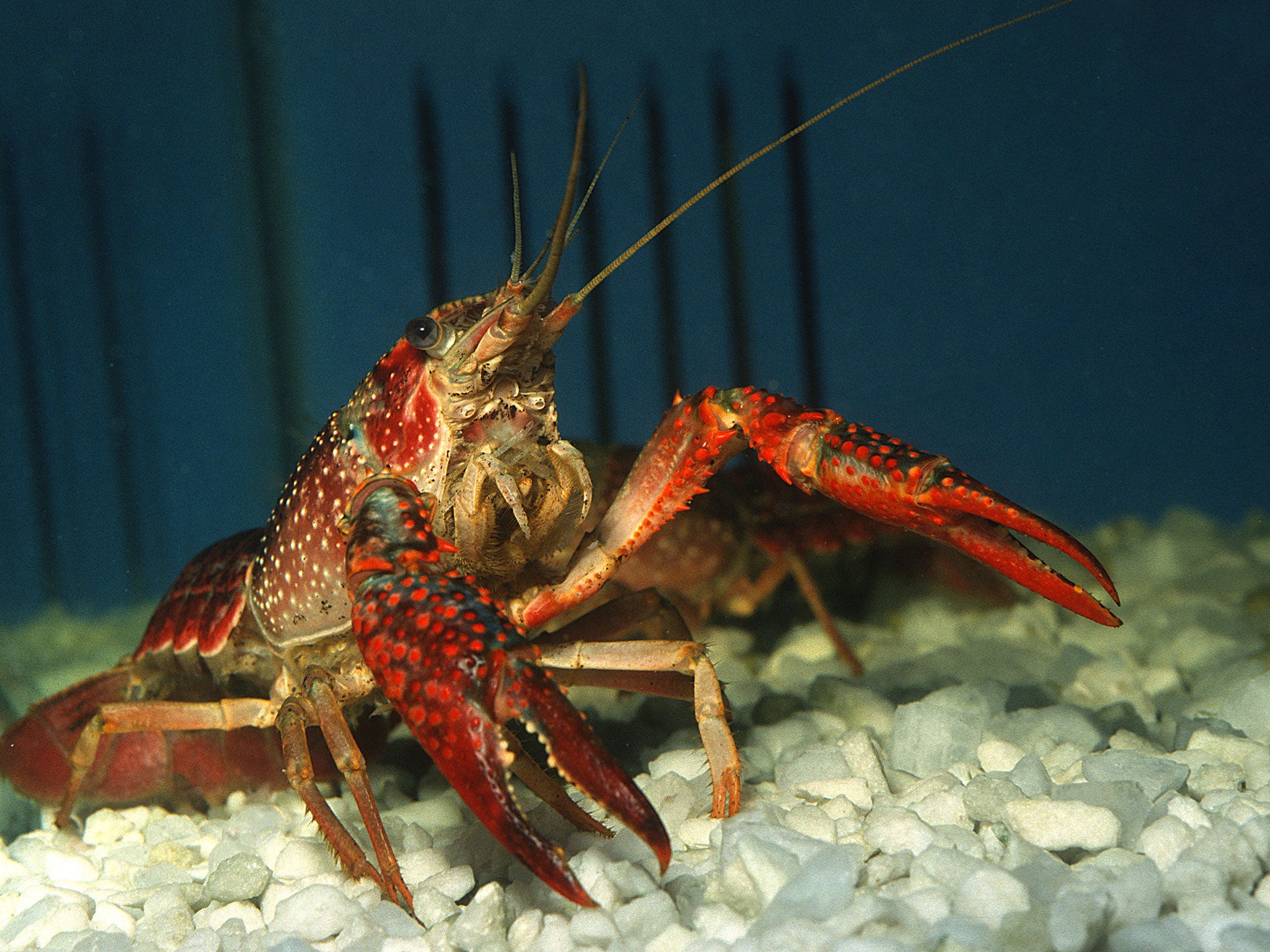 Anxiety research: Even crayfish get stressed, scientists show