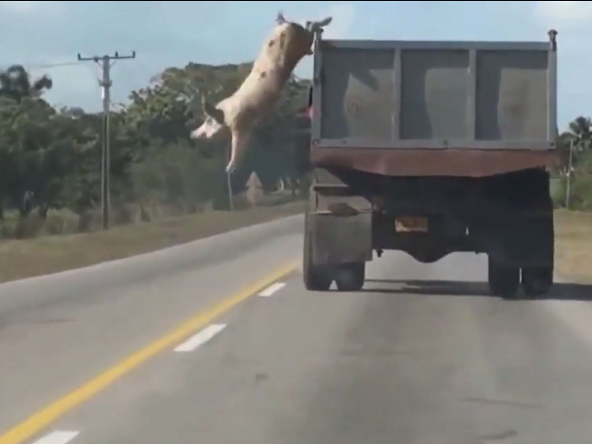 A video has emerged of a brave pig leaping from a truck which was taking the animal to its death.