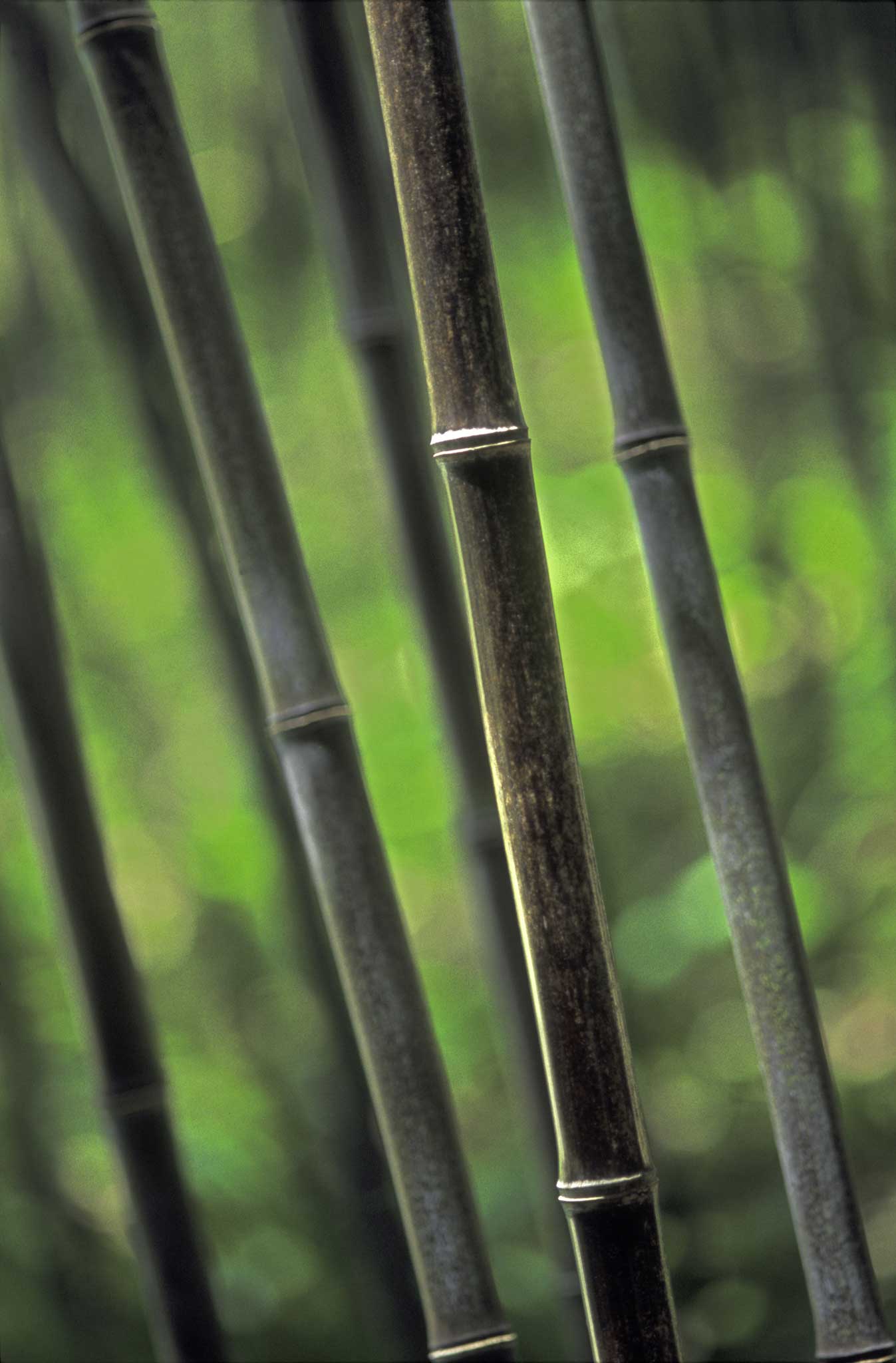 Magical touch: Phyllostachys nigra is the black-caned bamboo that you see in lots of minimalist plots these days