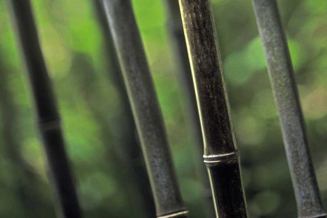 Magical touch: Phyllostachys nigra is the black-caned bamboo that you see in lots of minimalist plots these days