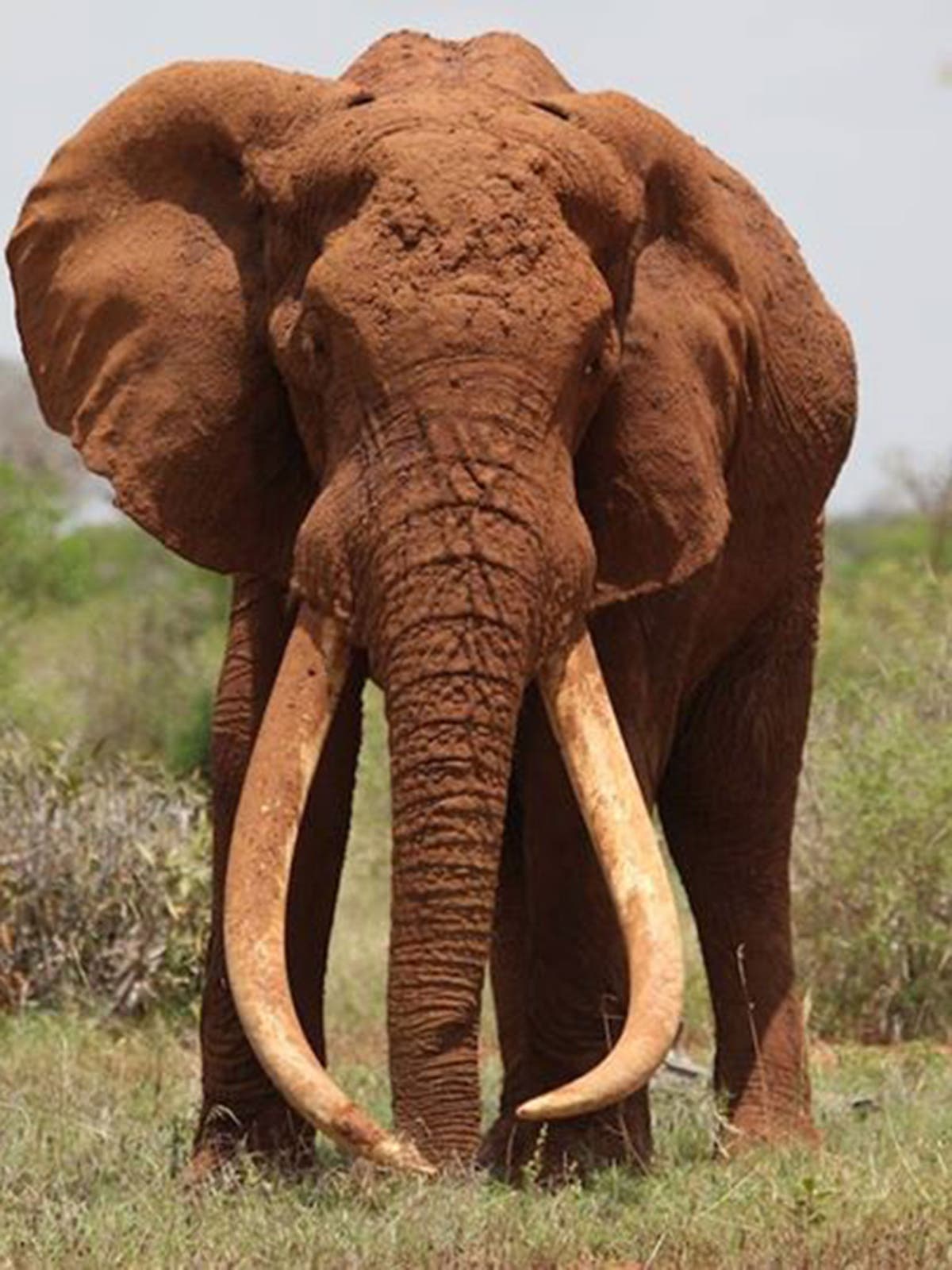 Satao the 'iconic' tusker elephant is killed by poachers in Kenya | The ...
