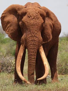 Kenya's 'iconic' tusker elephant Satao is killed by poachers