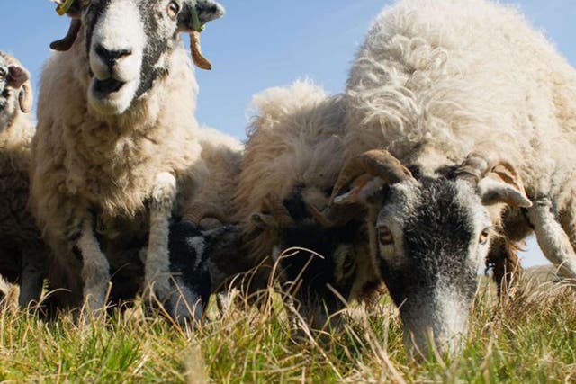 Sheep on the Fanny's Farm munched on £4,000 worth of cannabis plants