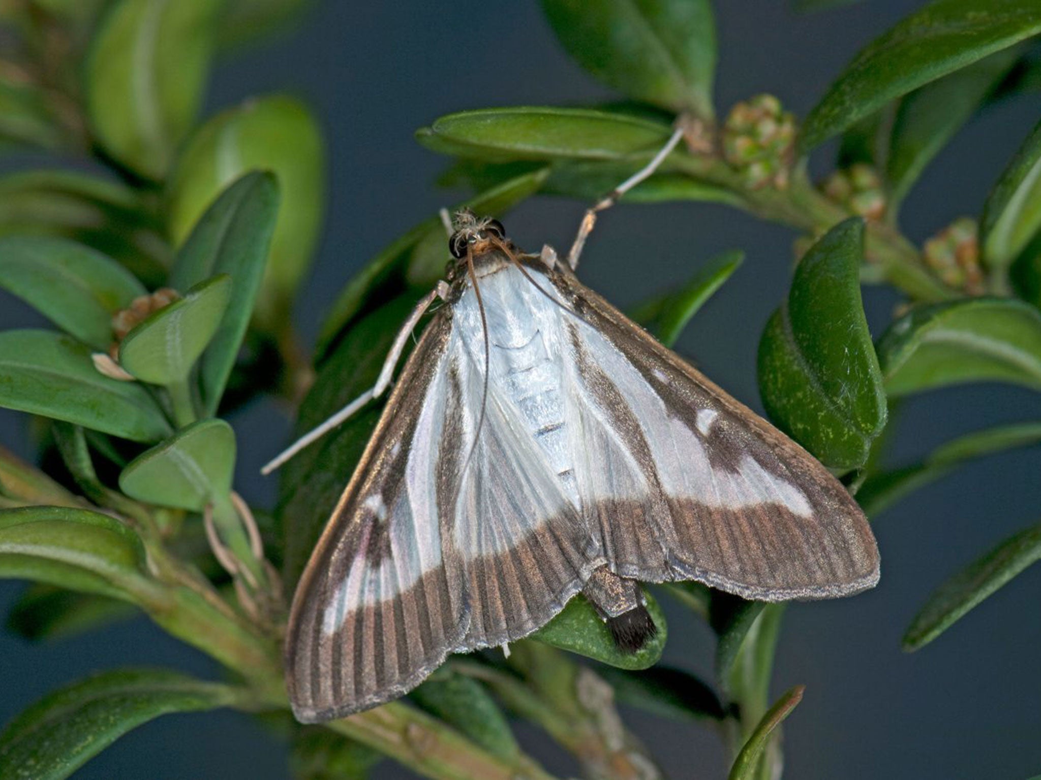 A box tree moth. The caterpillar is a voracious eater of box hedges