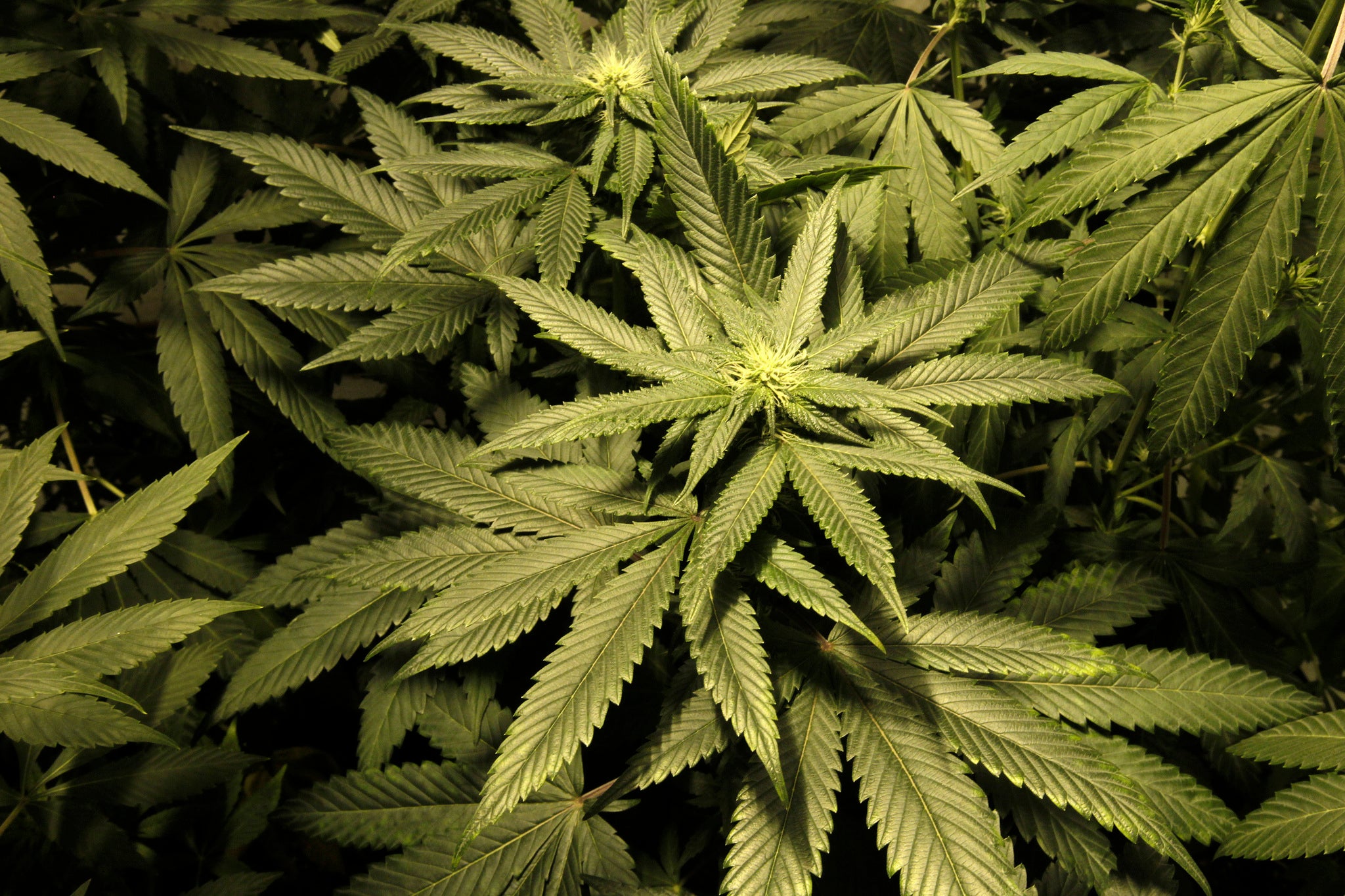Bungling alleged cannabis grower had farm busted after calling 999 by ...