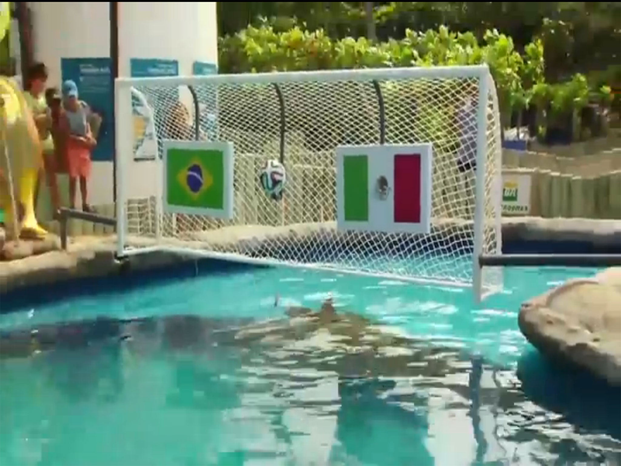 Cabeção, the 'psychic' turtle, predicts Mexico to beat Brazil in the 2014 World Cup