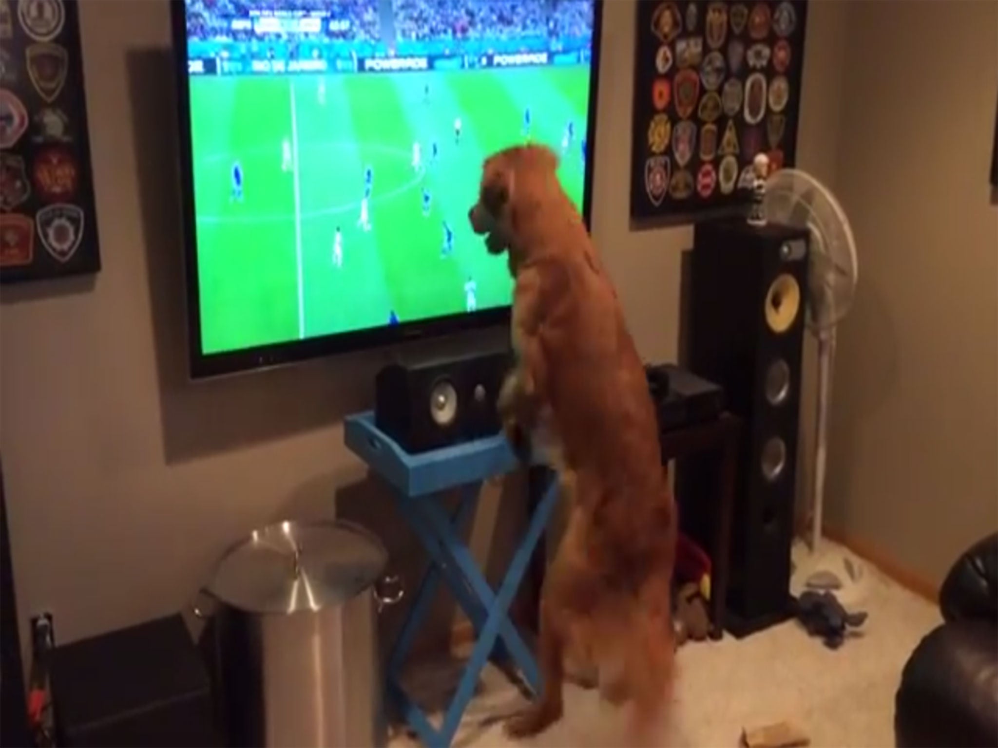 Georges, the football-loving dog, simply cannot contain his excitment as Argentina take on Bosnia & Herzegovina in the World Cup