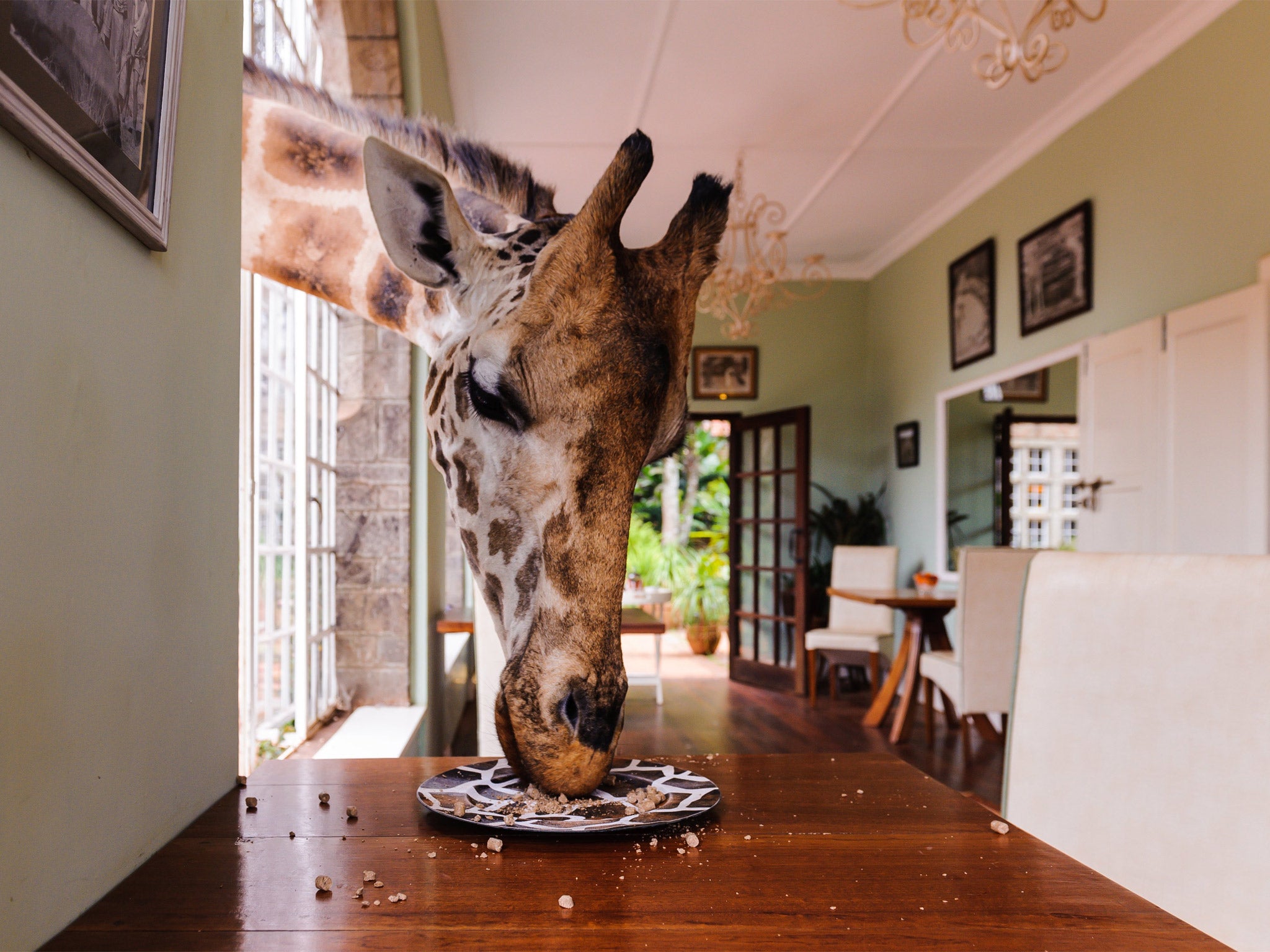 Don't Leave Any Food On Your Plate: The giraffes at Nairobi's Giraffe Manor are totally at home with humans. They will eat out of your hand, or even off your plate.
Location: Giraffe Manor, Nairobi, Kenya