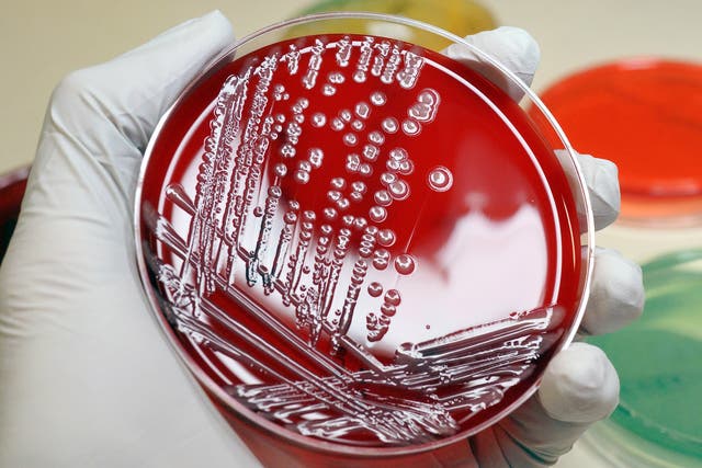 Multi-resistant bacteria on a blood agar plate. By 2050, drug-resistant infections could kill an extra 10 million people across the world every year