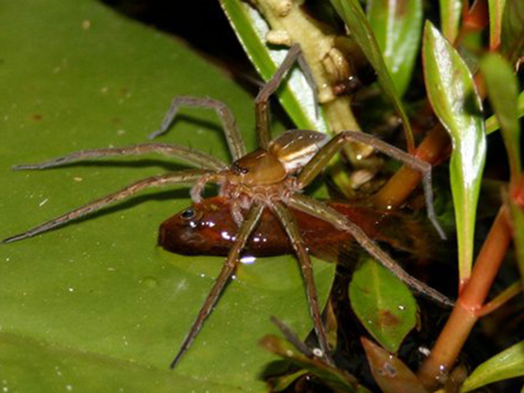 Dolomedes facetus captured pond fish (genus Xiphophorus) in a garden pond near Brisbane, Queensland, Australia. The number of spiders who catch and eat fish is on the rise across the world, scientists believe.
