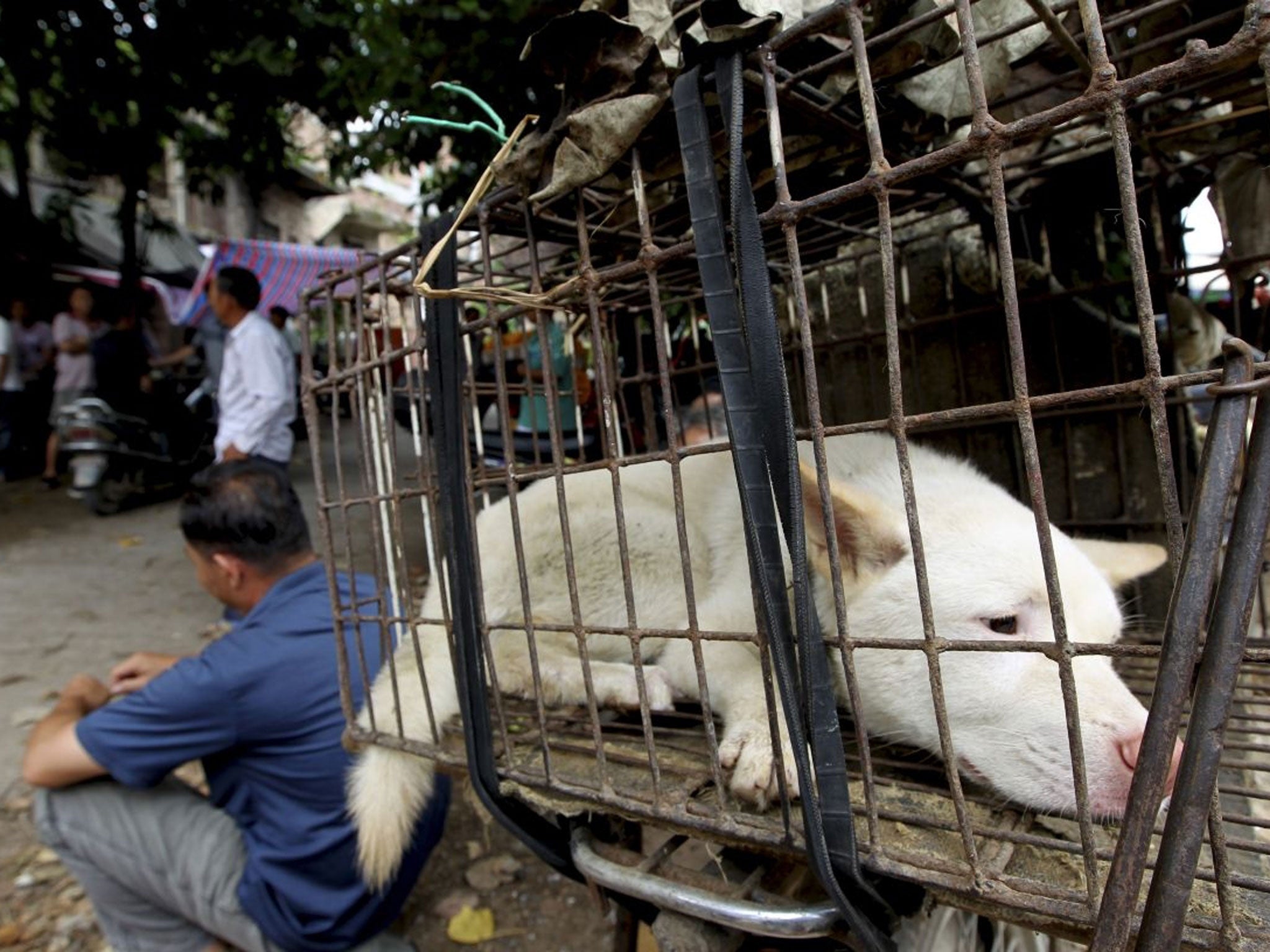 A dog waits to be sold for meat in a market in Yulin