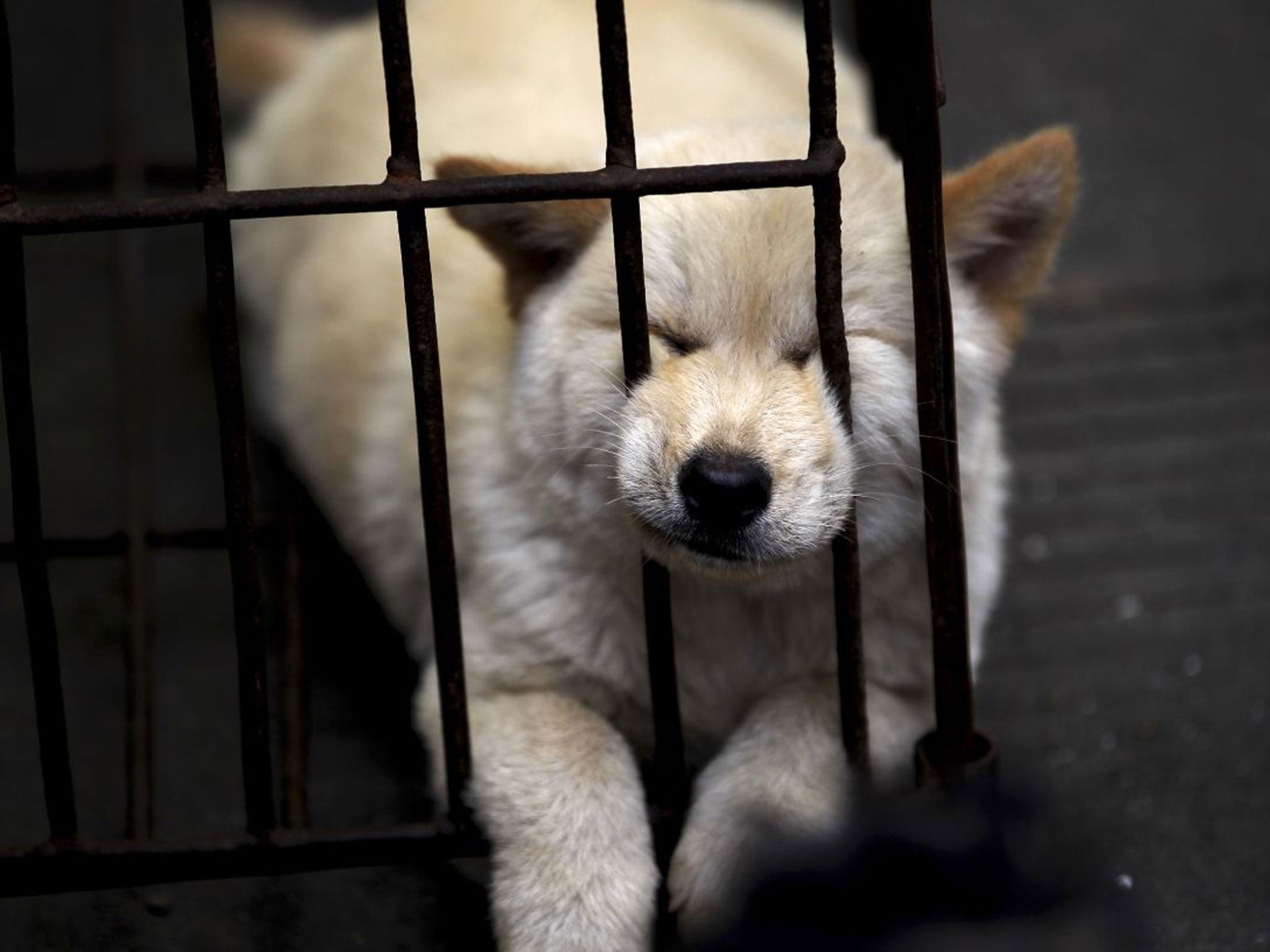 A dog waits to be sold for meat in a market in Yulin, in southern China's Guangxi Zhuang Autonomous Region.