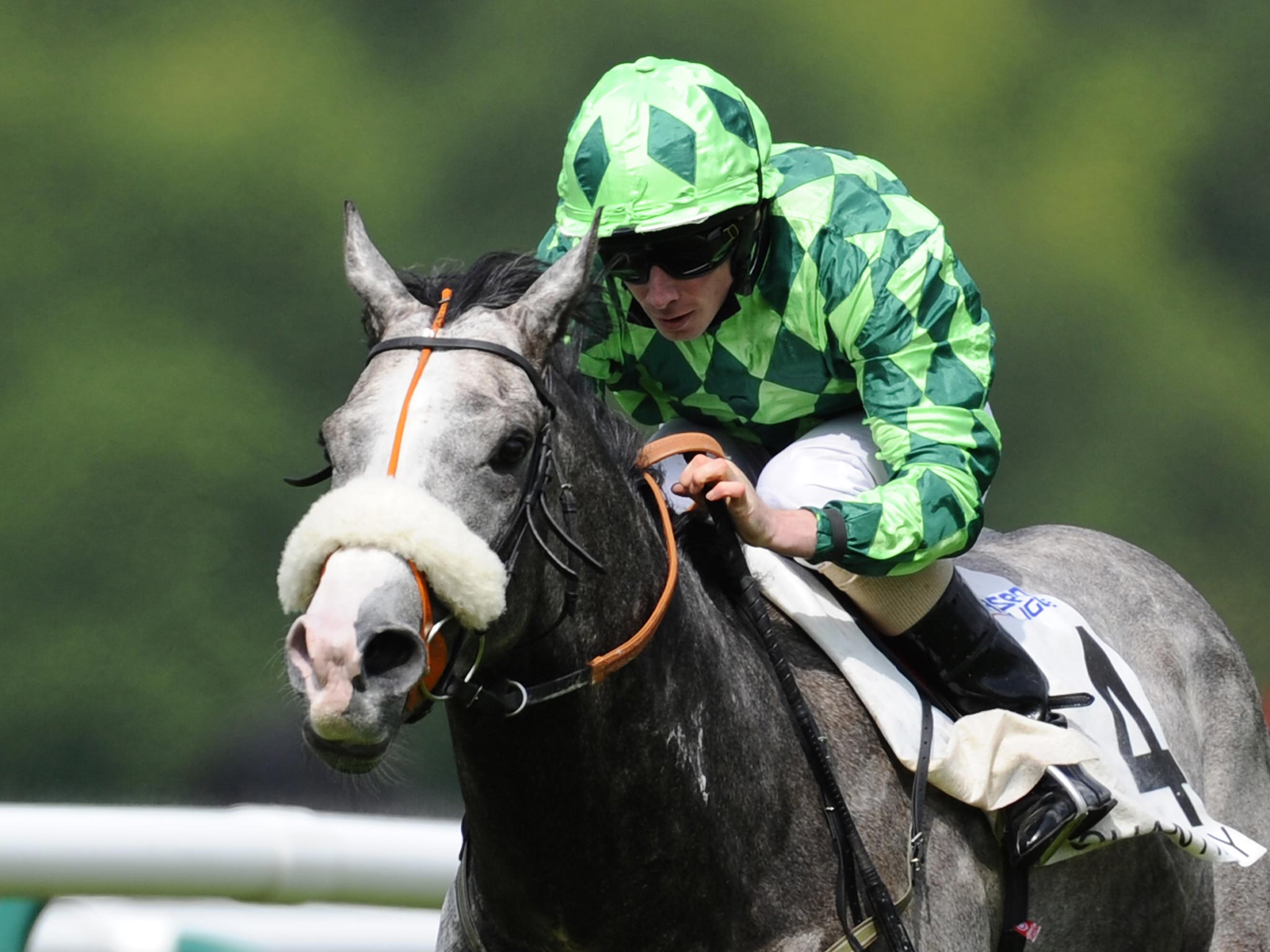 Thanks to the achievements of The Grey Gatsby (pictured) and others, this year’s 2,000 Guineas is already being celebrated as of a special vintage
