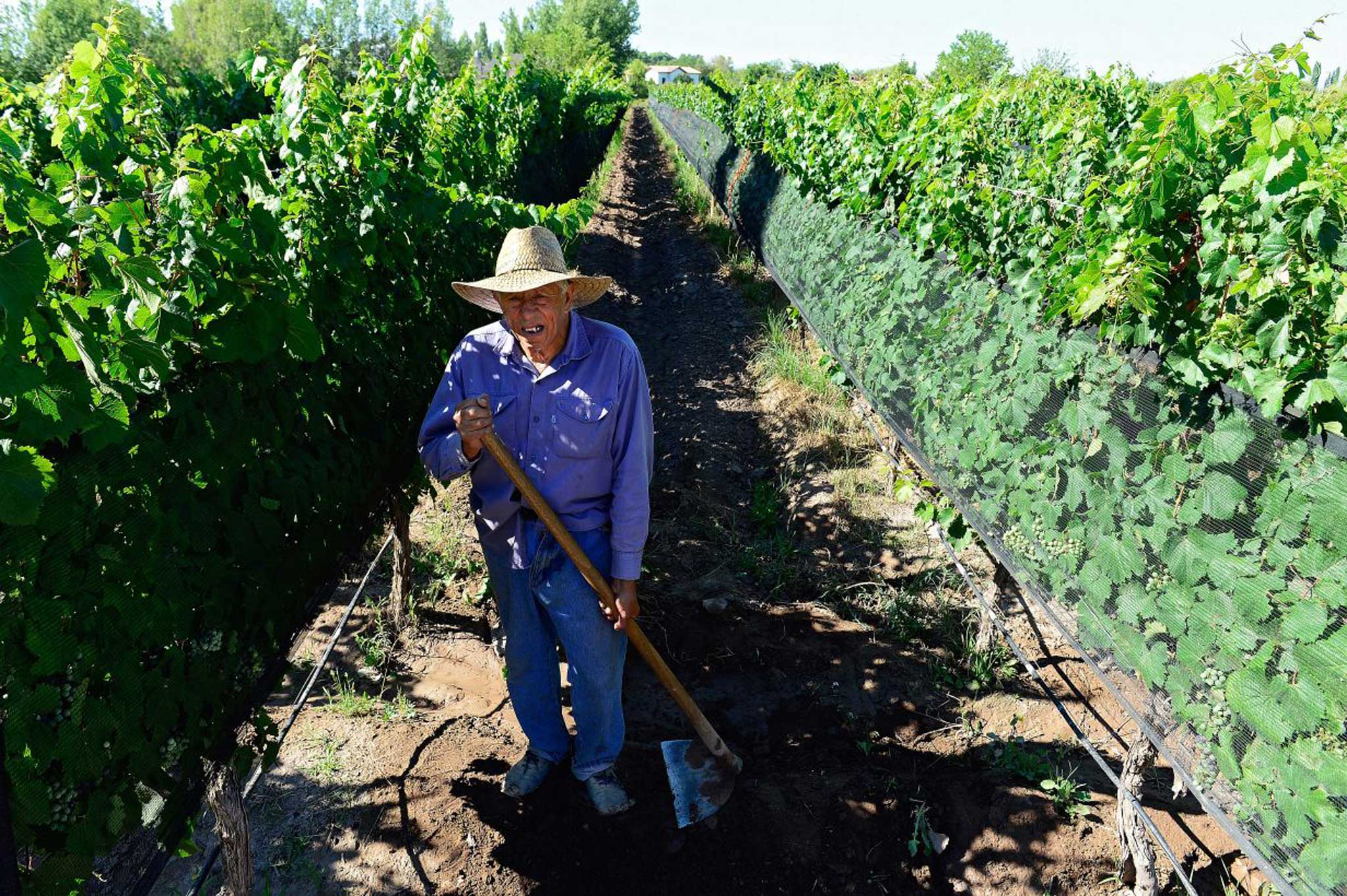 A man tends a vineyard in Mendoza, Argentina