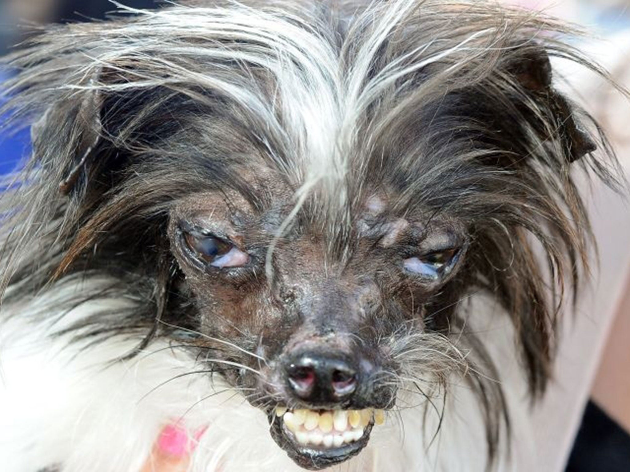 Порода самой страшной собаки. Китайская хохлатая чихуахуа Элвуд. Китайская хохлатая сутулая. Страшные породы собак китайская хохлатая. Китайская хохлатая собака Сэм.