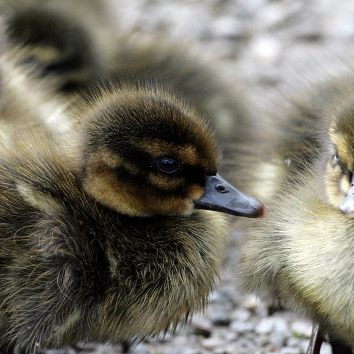Baby Duckling