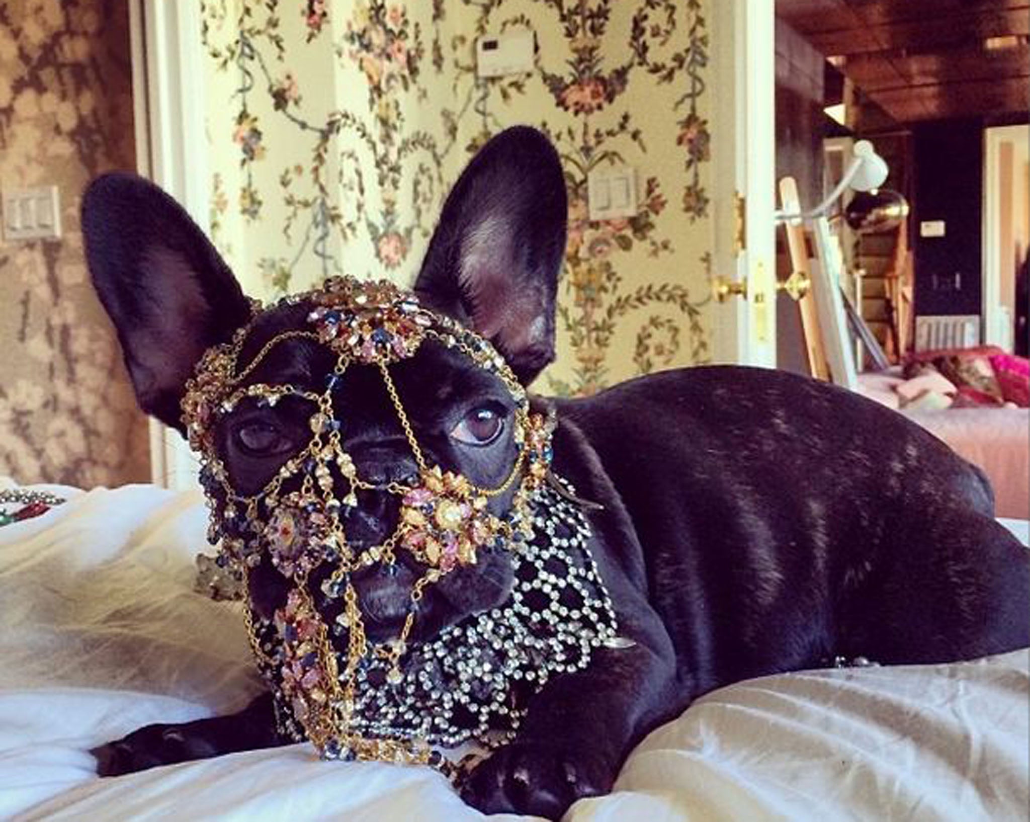 Lady Gaga criticised by PETA for dressing pet dog Asia in heavy costume  jewellery | The Independent | The Independent