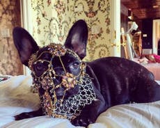 Lady Gaga criticised by PETA for dressing pet dog Asia in heavy costume jewellery