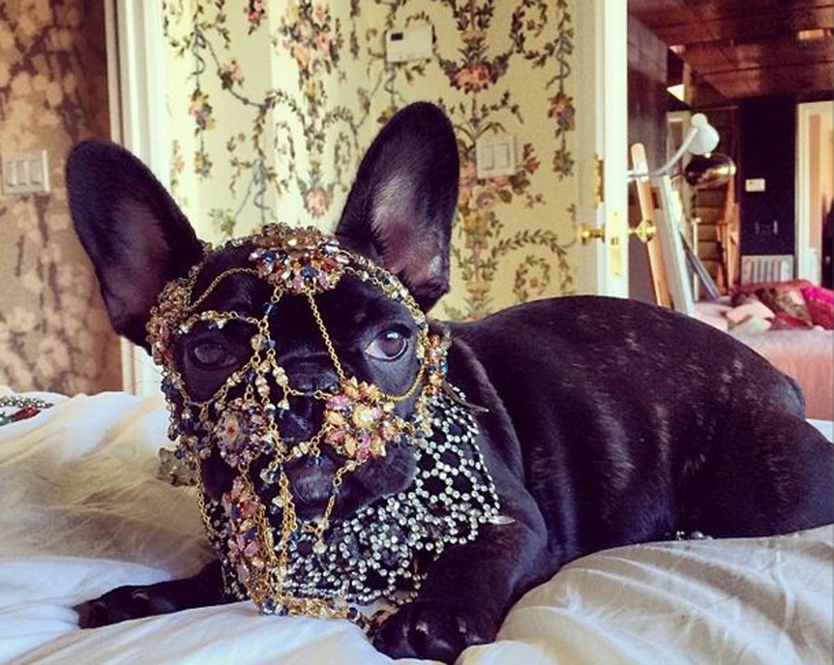 1200px x 957px - Lady Gaga criticised by PETA for dressing pet dog Asia in heavy costume  jewellery | The Independent | The Independent
