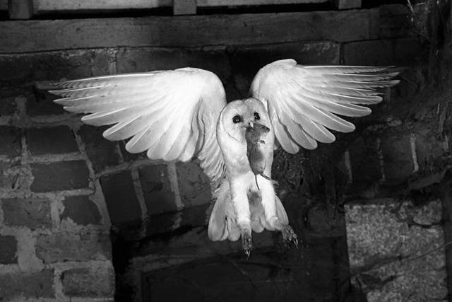 ‘Heraldic Barn Owl’ (1948) by Eric Hosking