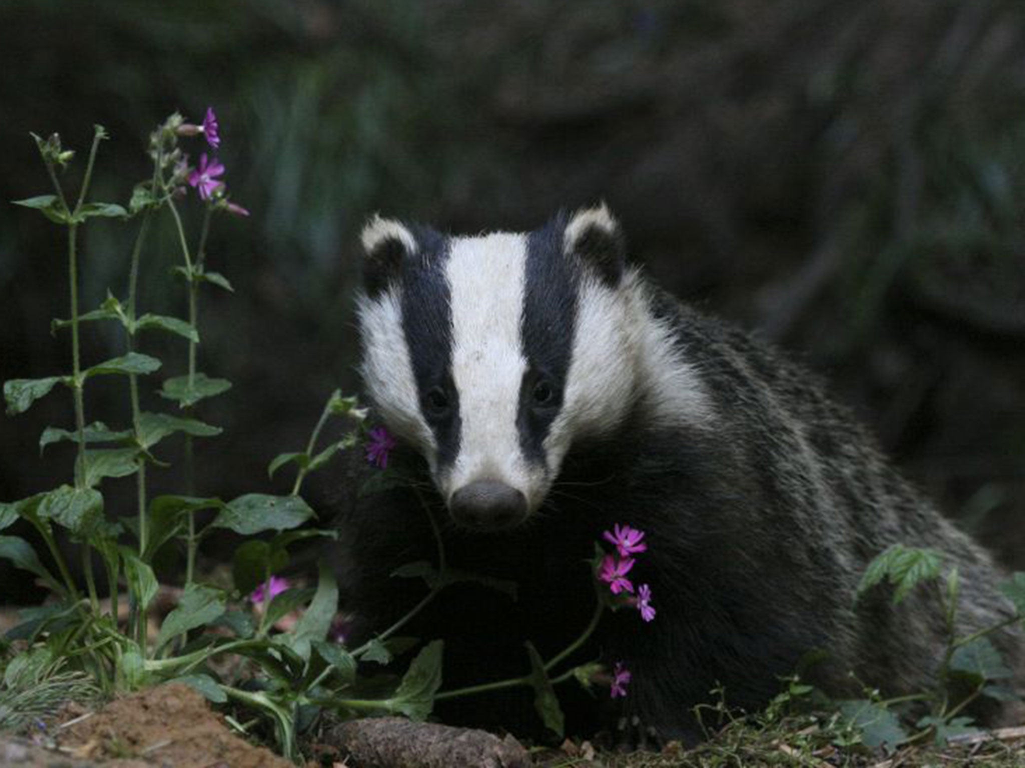 A report by the IEP raised concerns about the effectiveness of the culls and warned badgers were suffering slow deaths after being shot