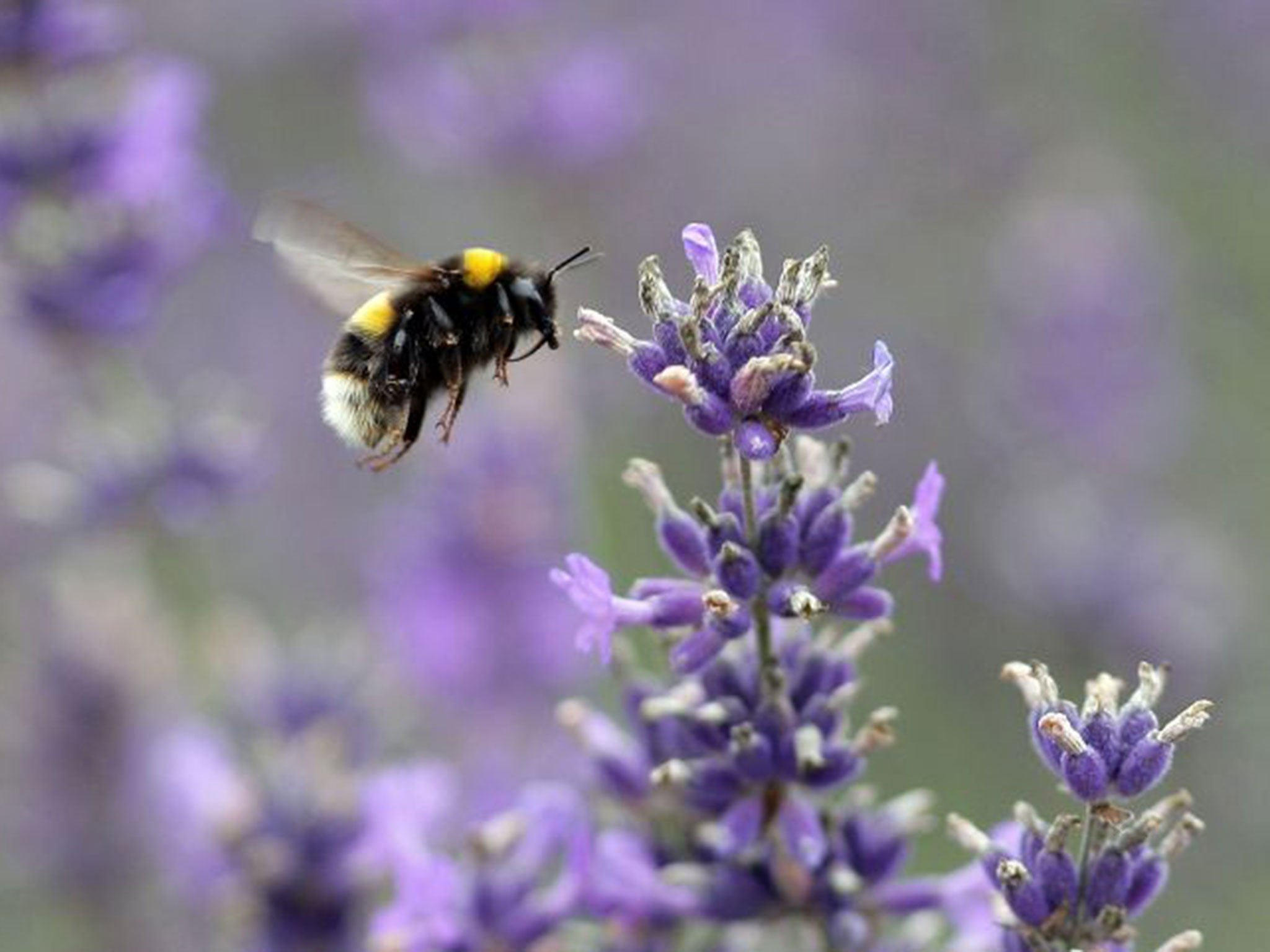 Neonics have been linked to the decline of bees