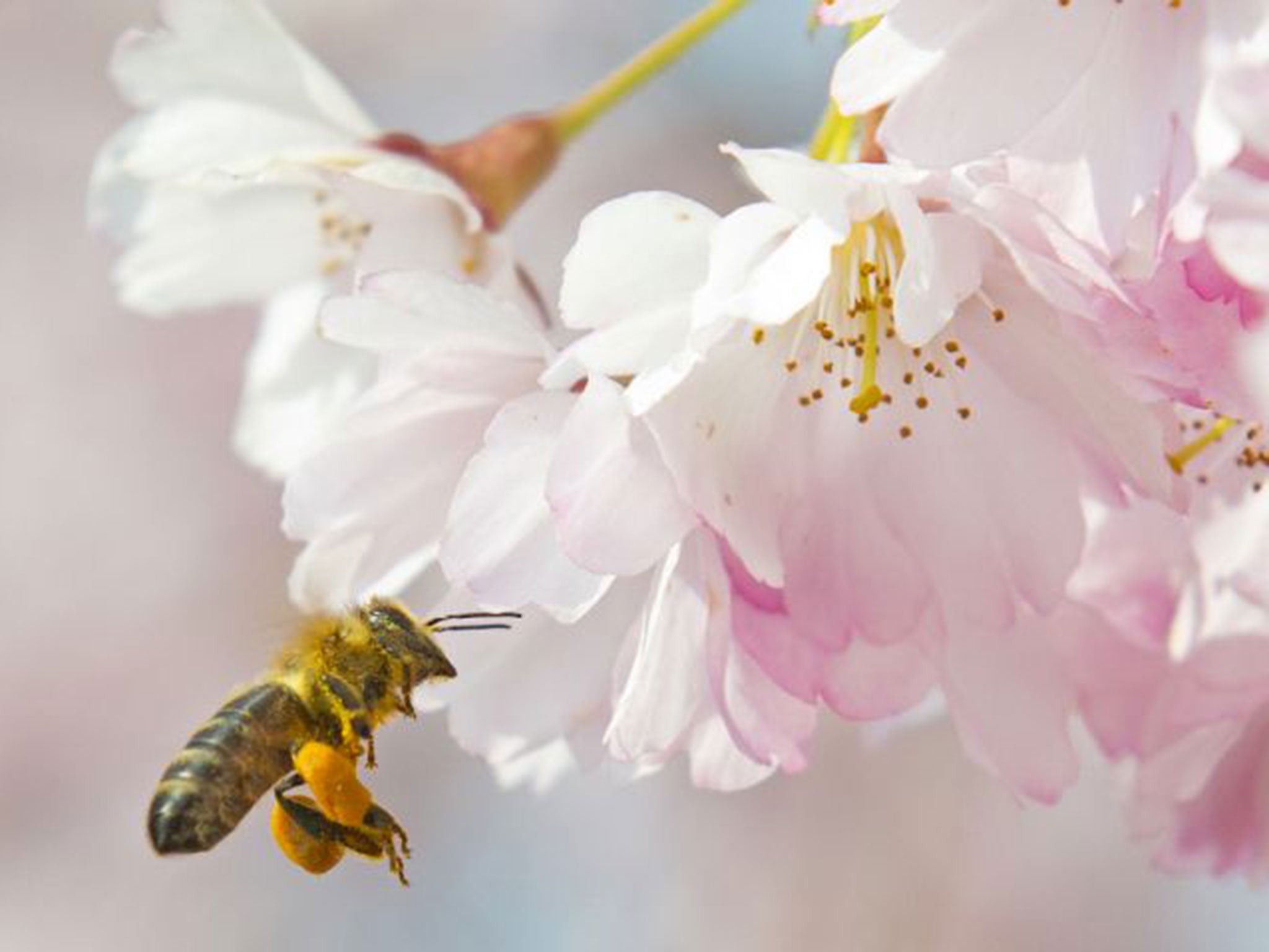 Neonicotinoids affects all parts of a plant, including pollen and flowers