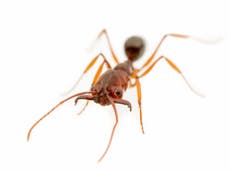 Venomous trap-jaw ants 'invading' US Gulf Coast
