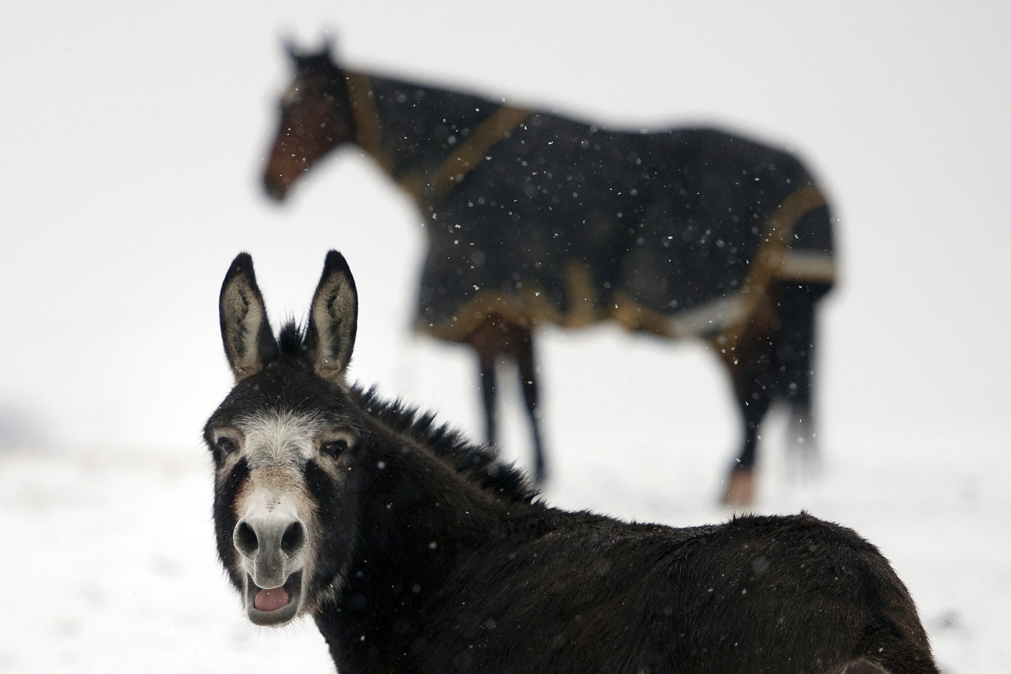 A donkey foiled a burglary with its loud braying