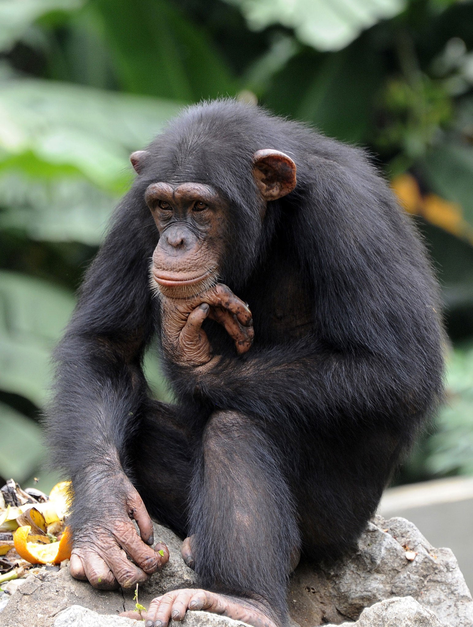 Фото обязаны. Обезьяна шимпанзе. Приматы шимпанзе. Кунац меймун. Обезтян.