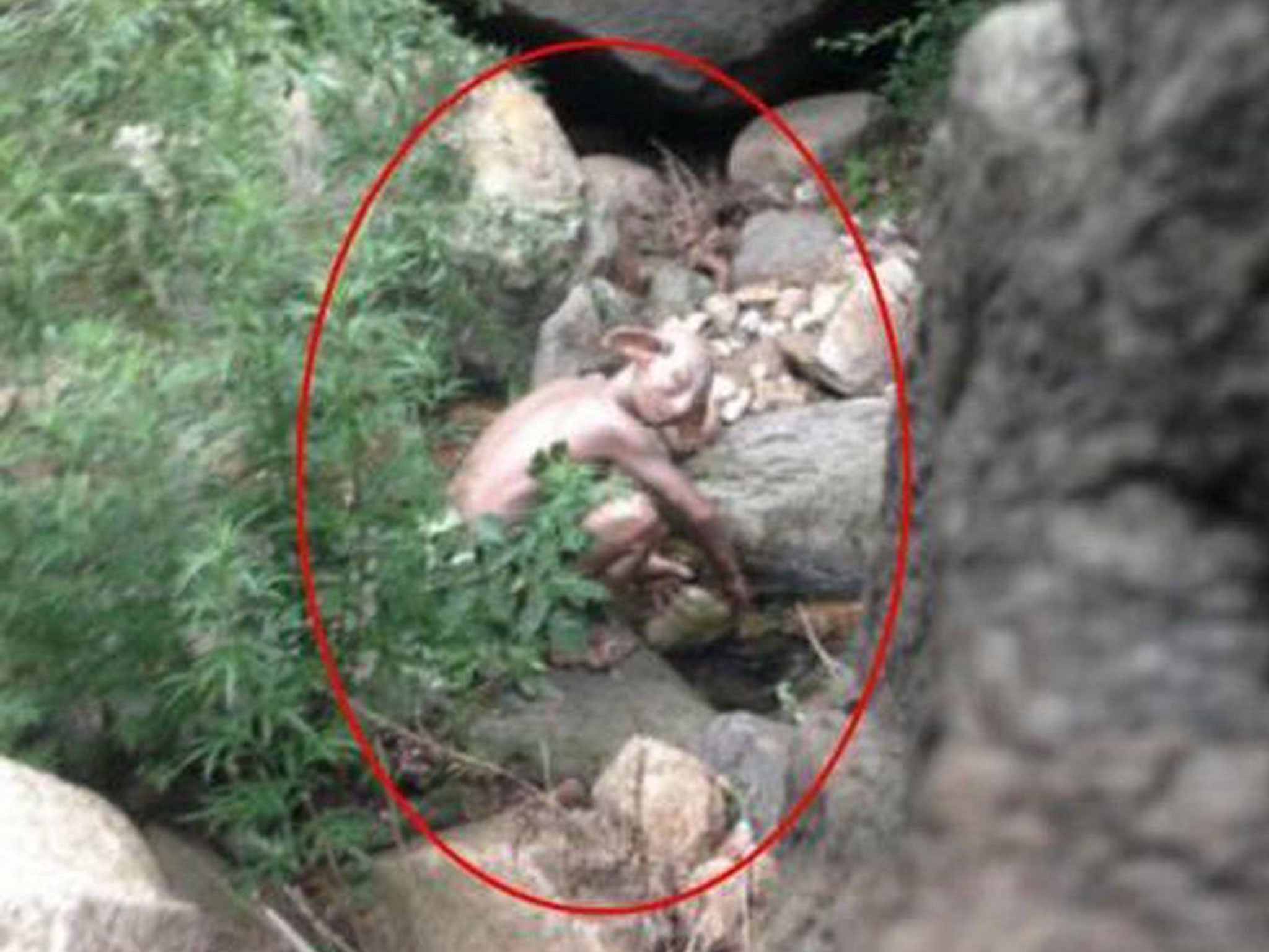 A man claimed to have photographed a human-like 'monster' in a valley near Beijing