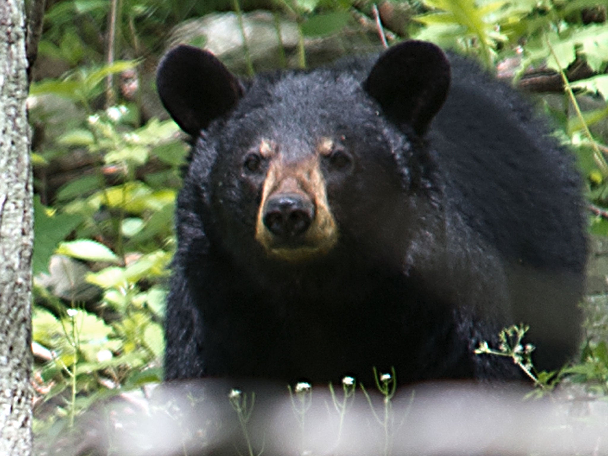 File: A black bear pictured in Shenandoah National Park, Virginia