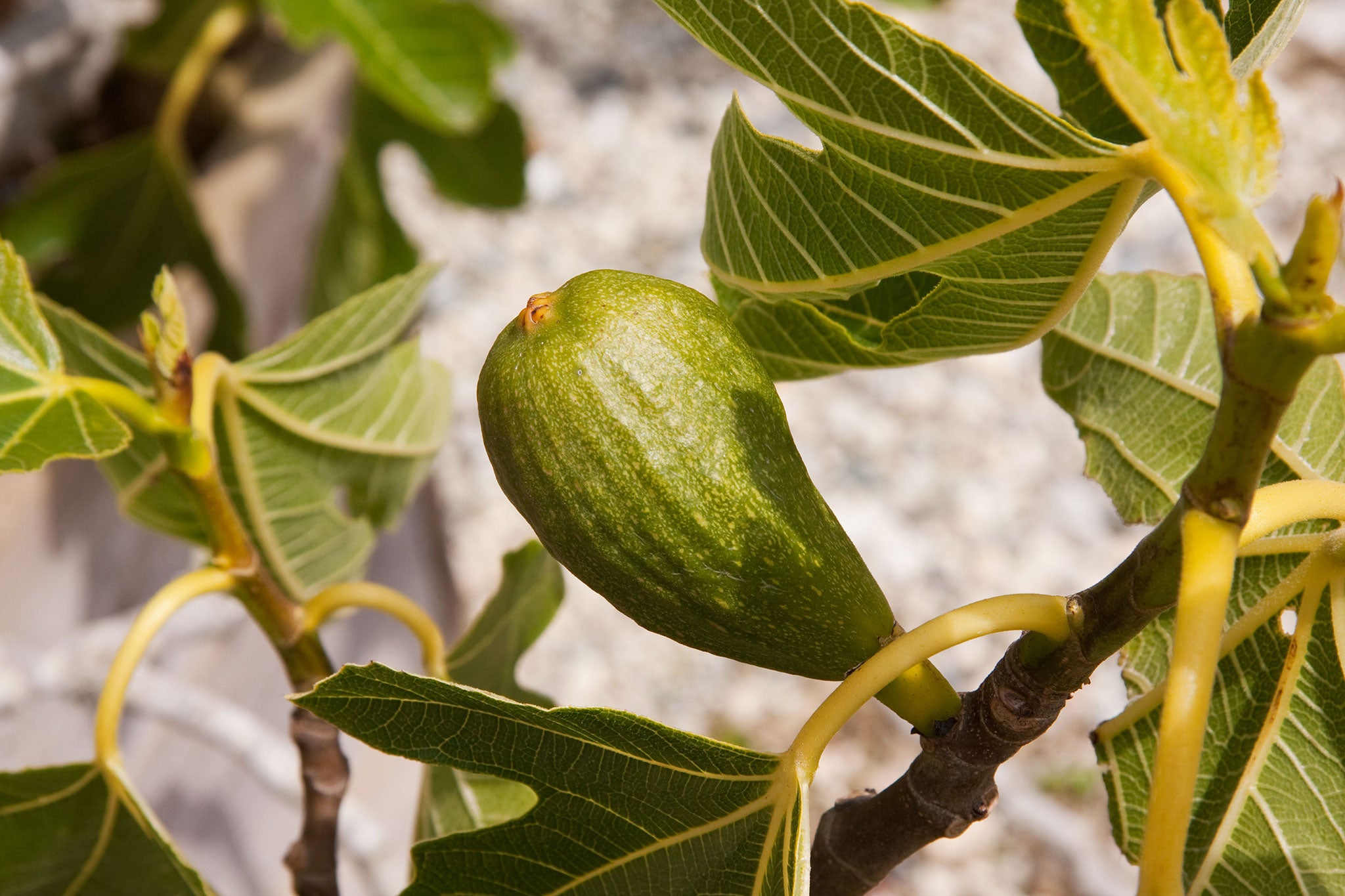Are You Stuck with a Tree Full of Unripe Figs? — The Italian Garden Project