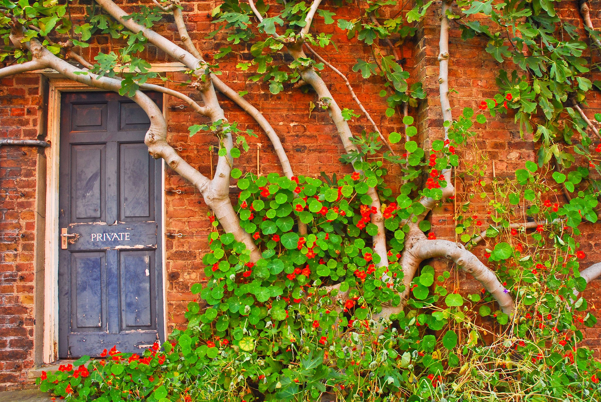 A fig tree trained against a wall