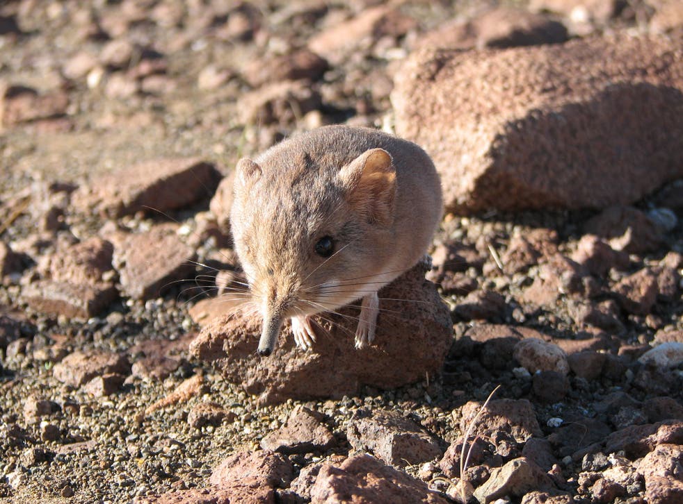 The new species of elephant shrew discovered