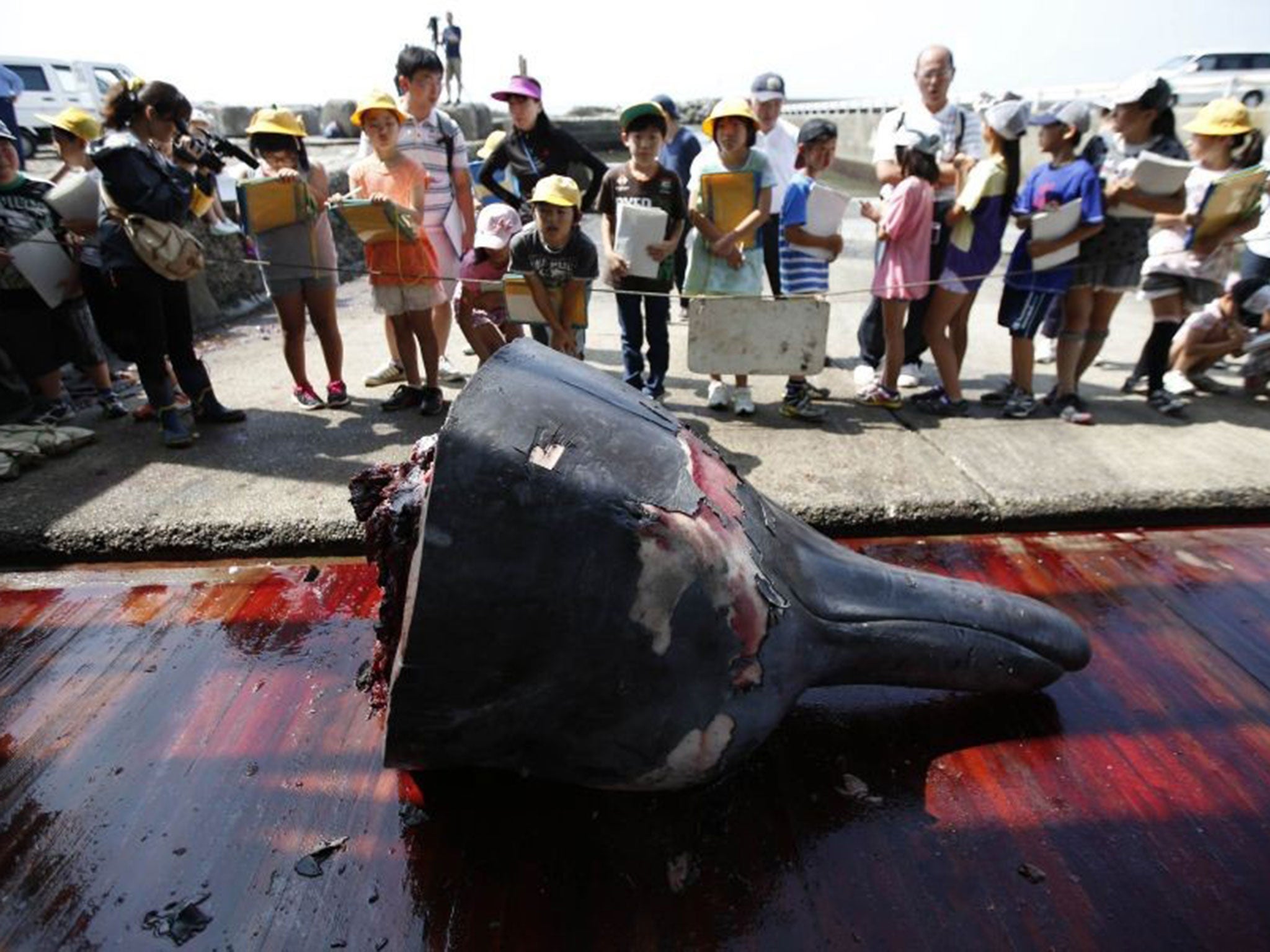 Children in the town of Minamiboso look at the severed head of a Baird’s beaked whale at an event yesterday celebrating the start of the whaling season