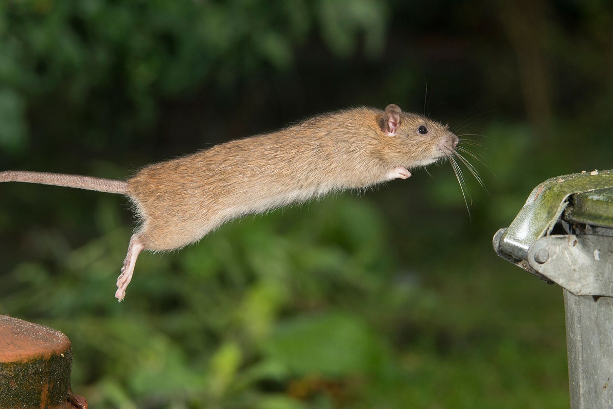 'Invincible mutant super-rats' spreading across the UK | The ...