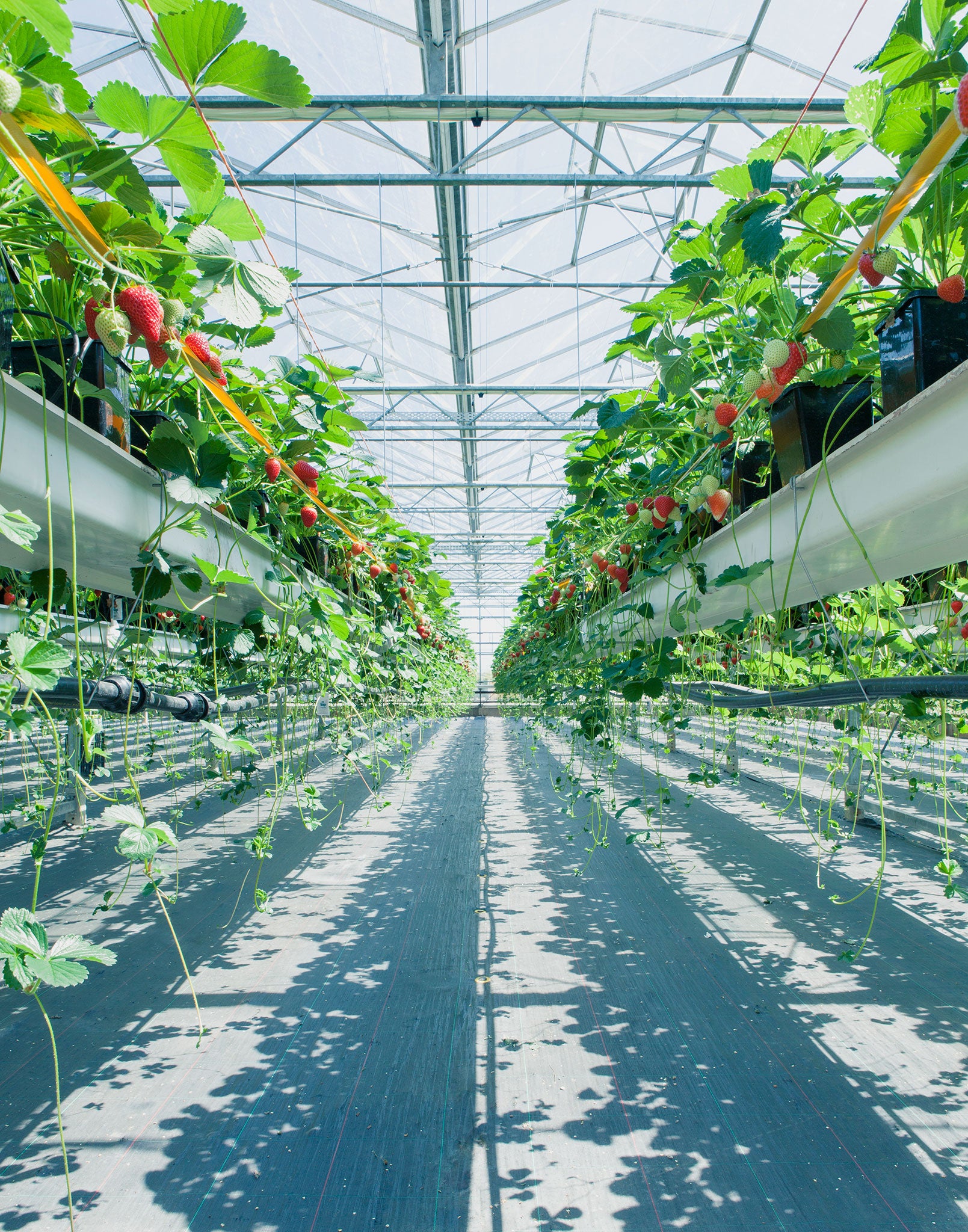 Thousands upon thousands of subtly different strawberry plants grow in what looks like suspended guttering