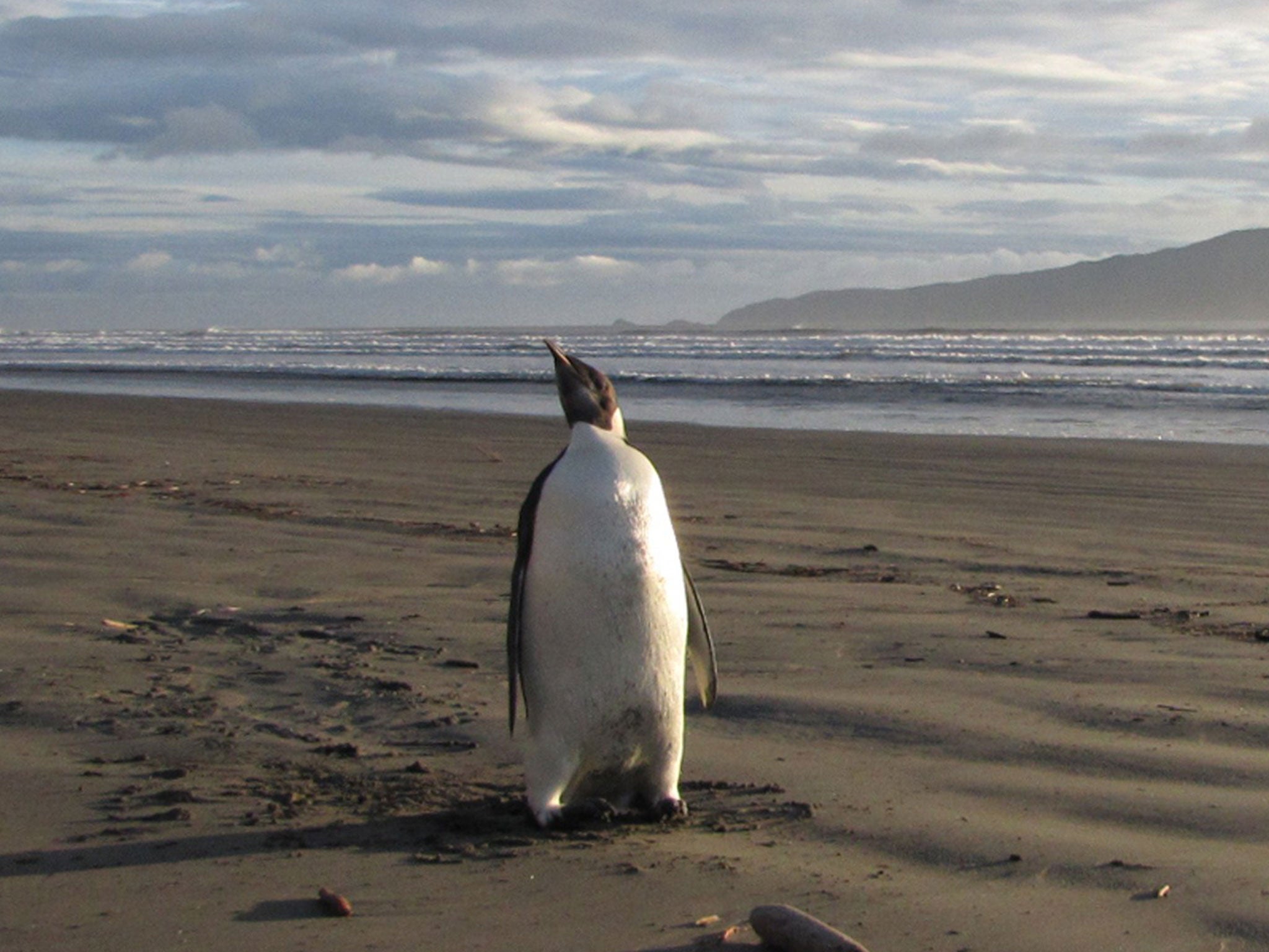Move over Emperor - this colossal penguin was taller than a man and weighed more than 18 stone