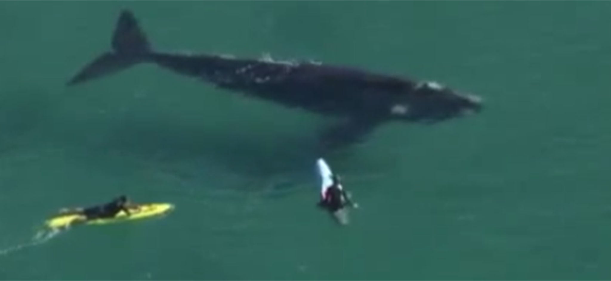 The surfers were warned to keep their distance from the huge whale