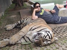 Stop taking 'tiger selfies' that fund animal abuse, charity says