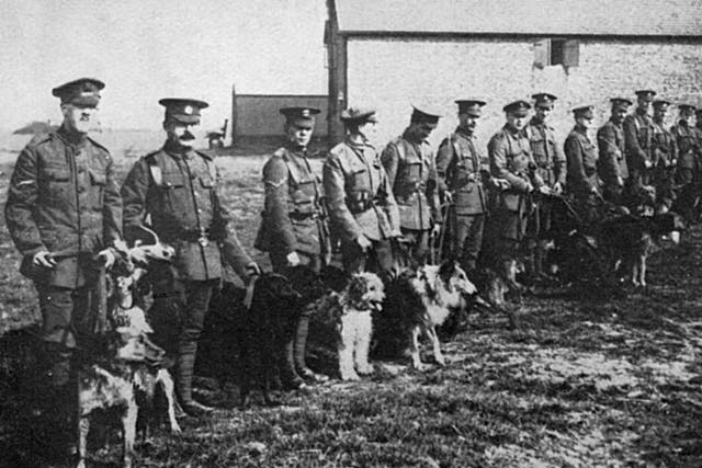 Dogs at the British War Dog School in Essex