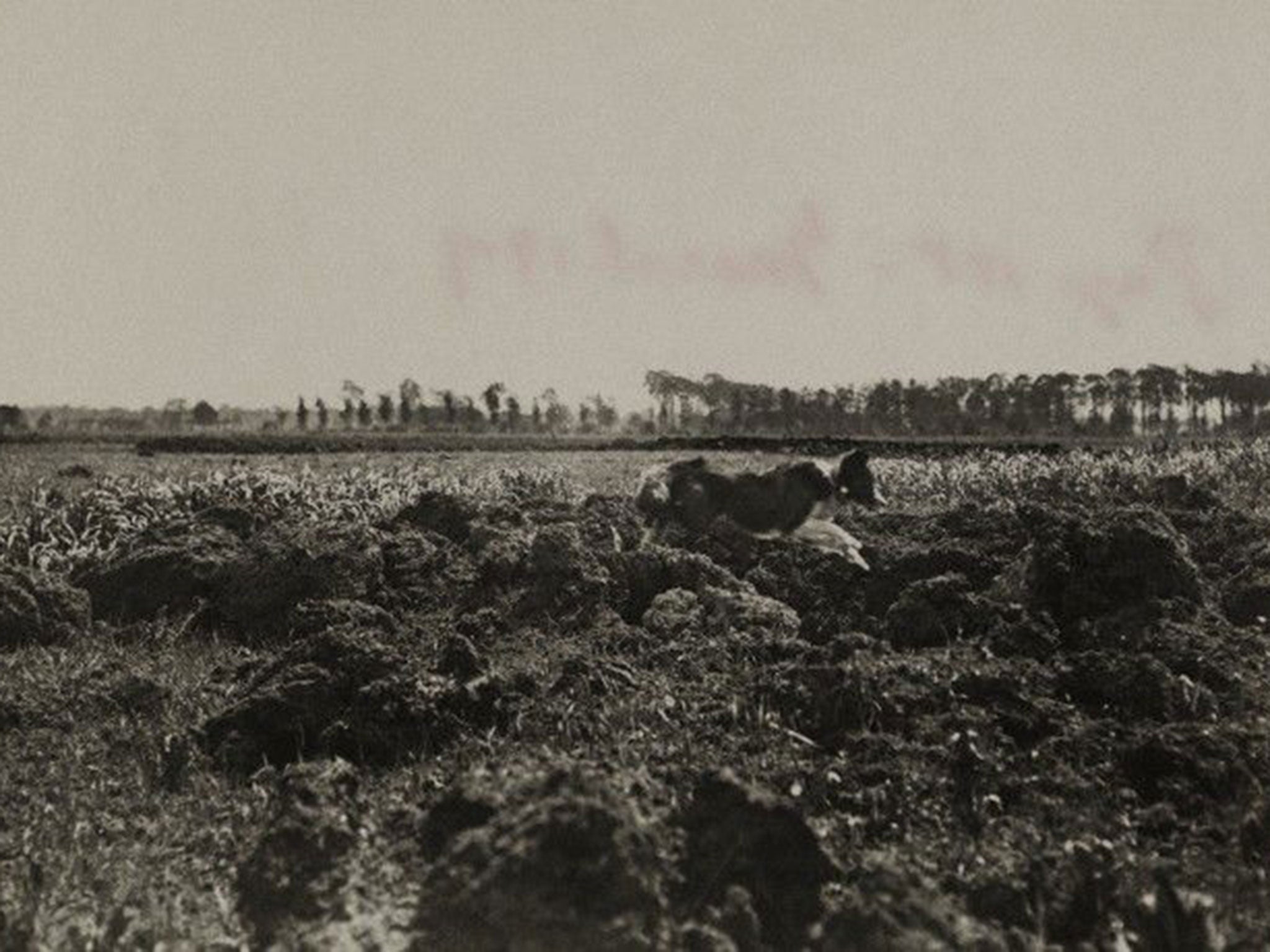 A dog courier runs through barbed wire and mines to deliver a message